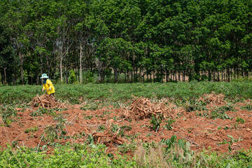 Agriculture is harvesting tapioca from cassava farms. Farmers are harvesting cassava, Cassava, a cash crop for the food industry