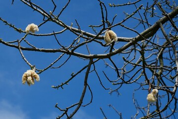 A Cebia or Silk Floss Tree (Ceiba speciosa) in a Buenis Aires Park.