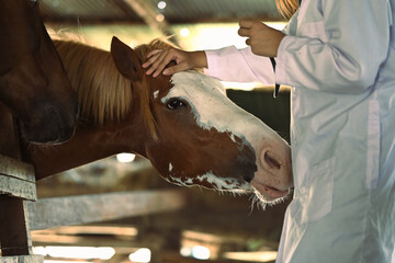 Cropped image of female veterinarian stroking horse in stable. Animal care