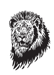 Portrait of lion in tattoo style, graphical illustration on white background	