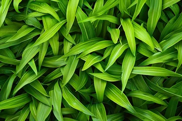 Rolgordijnen Full green grass blades for a natural, fresh, close-up background. © keratikant