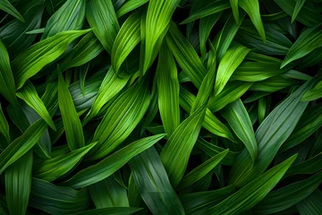 Foto op Plexiglas Full green grass blades for a natural, fresh, close-up background. © keratikant