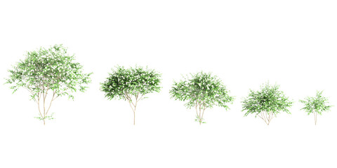 3d illustration of set Nyctanthes arbor tristis tree isolated on transparent background - obrazy, fototapety, plakaty