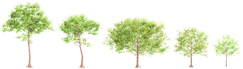 3d illustration of Neolamarckia cadamba tree isolated on transparent background