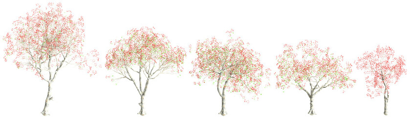 3d illustration of set Erythrina variegata tree isolated on transparent background