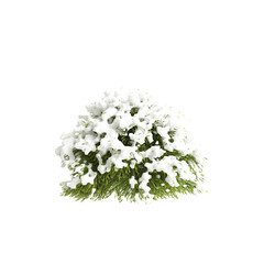 Fototapeta na wymiar 3d illustration of Cryptomeria japonica snow covered tree isolated on transparent background