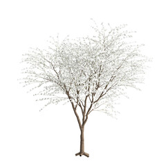 3d illustration of Bauhinia acuminata tree isolated on transparent background