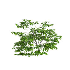 3d illustration of set Saraca asoca tree isolated on transparent background