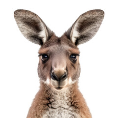 Close-up frontal view portrait of an adult kangaroo Macropus rufus isolated on a cutout PNG transparent background