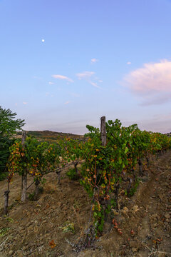 Sunrise view of vineyards and mountains, Demir Kapija
