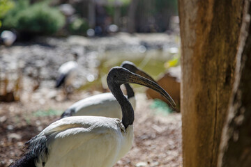 Two Sacred Ibis (Threskiornis aethiopicus) close-up