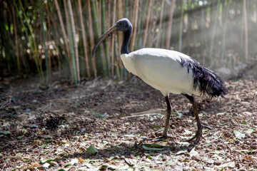 Sacred Ibis (Threskiornis aethiopicus) in the forest close-up  - obrazy, fototapety, plakaty
