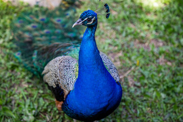 Obraz premium Peacock in the park, Portrait of beautiful peacock on nature background. Close-up peacock (Pavo cristatus)