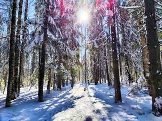 Winter Panorama in a Snowy Forest With Sun Flare. Sunlight pierces through snow-laden trees in a...