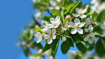Spring apple blossom with white flowers in the park on a bright sunny day. Close-up, selective focus