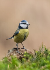 Obraz premium Mésange 