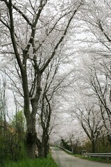 시골 벚꽃길