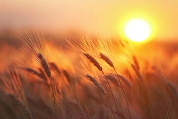Silhouetted wheat ears during a golden hour sunset
