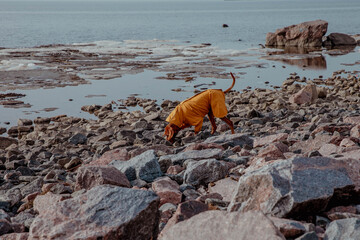 Red hunting vizsla dog in yellow jumpsuit on rocky beach