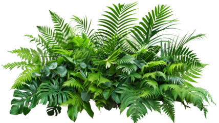 A lush jungle fern cluster, isolated on transparent background