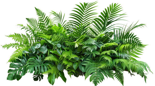 Fototapeta A lush jungle fern cluster, isolated on transparent background