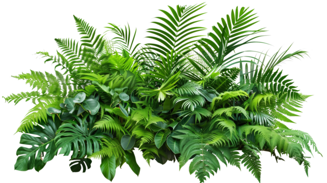 A lush jungle fern cluster, isolated on transparent background