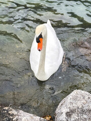 White swan on the lake, Cygnus olor