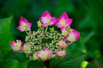 Obraz premium hydrangea in full bloom during spring season