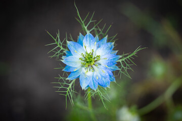 nigella damascena closeup during full bloom