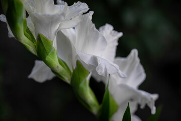 White gladiolus closeup