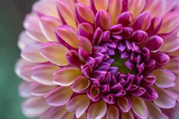 Dahlia closeup, blooming in a blury background during fall season