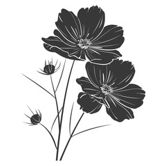 Silhouette cosmos flower black color only