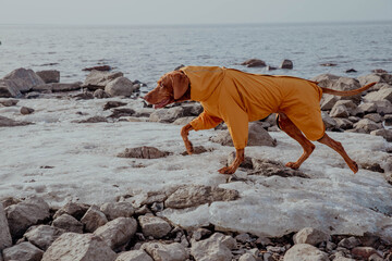 Red hunting vizsla dog in yellow jumpsuit on beach