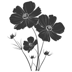 Silhouette cosmos flower black color only