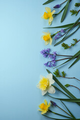 Flowers composition. Border made of daffodils, hyacinths, muscari and leaves. Flat lay, top view. Psace for text. 