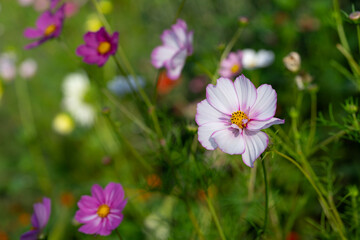 closeup of light pink cosmea, blooming during summer season