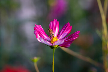 closeup of light pink cosmea, blooming during summer season