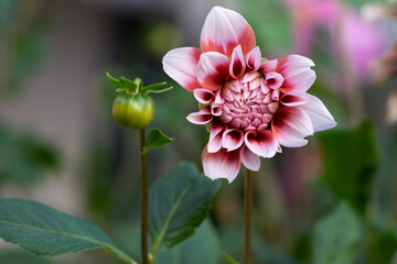 Colorful dahlia closeup flower during the blooming season in October.