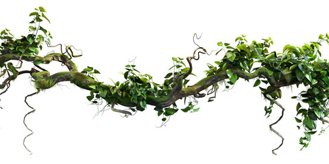 Jungle vines flowing on transparent background