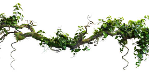 Jungle vines flowing on transparent background
