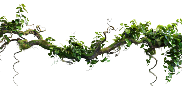 Jungle vines flowing on transparent background