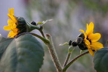 Bright yellow sunflower closeup in full bloom
