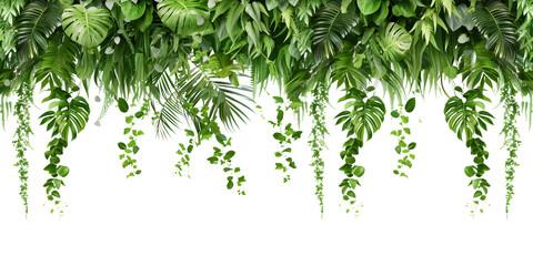 Tropical creeper border hanging, isolated on transparent background