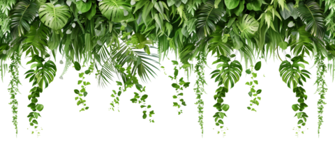 Tropical creeper border hanging, isolated on transparent background