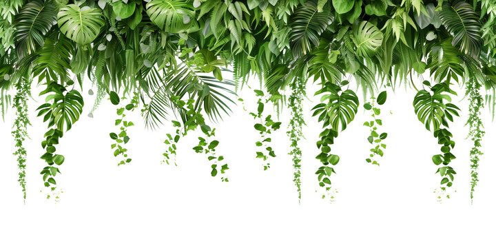 Tropical creeper border hanging, isolated on transparent background