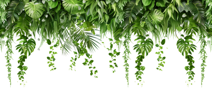 Tropical creeper border hanging, isolated on transparent background