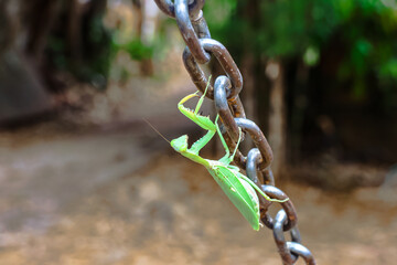 selective focus scoop of light green praying mantis on metal chain