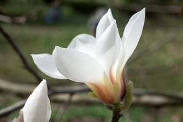 white magnolia flower close to camera 