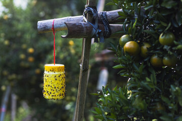Selective focus yellow plastic can with glue for catching insects. Hang it under an orange tree to...
