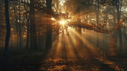 sun beams in an autumn forest